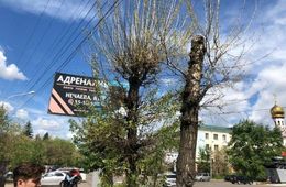 Читинские тополя отравили «новичком»?