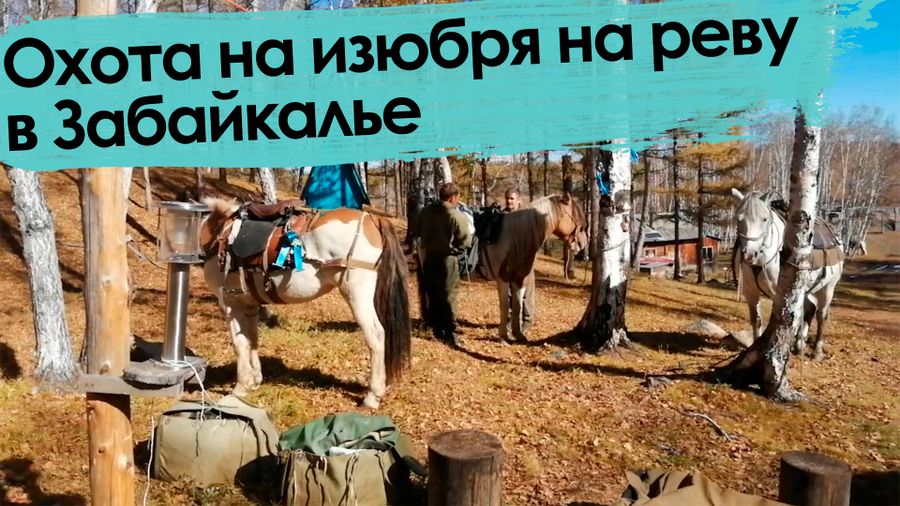 Вечорка ТВ: Охота на изюбря на реву в Забайкалье