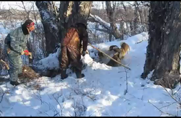 ​Что такое «взять медведя на берлоге»? Видео