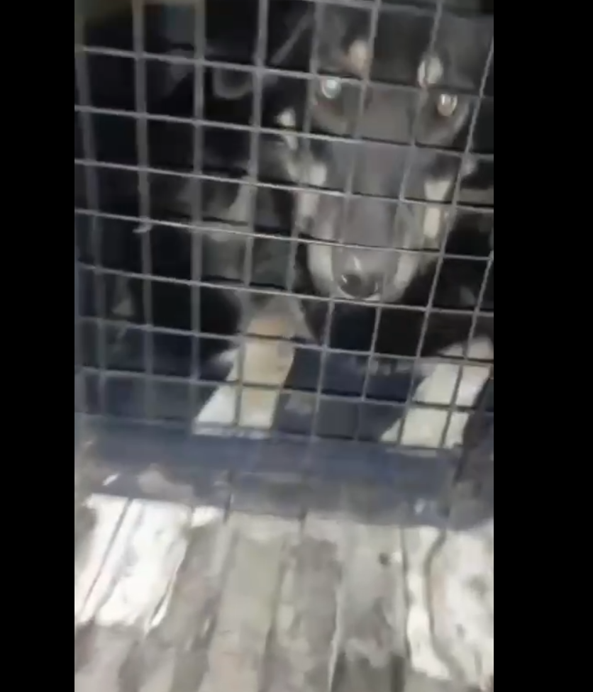Собаку, которая покусала девочку в одном из районов Читы, выловили вместе с другими животными 