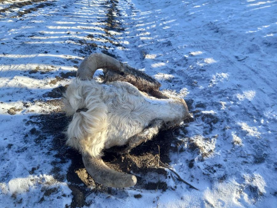 В одном из районов Забайкалья рецидивист зарезал своего односельчанина в первый день нового года