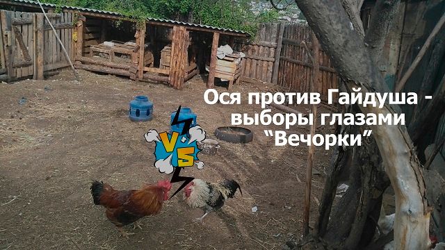 ​Шок-видео! Выборы губернатора Заяблонья глазами «Вечорки» 18+