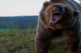 ​В Монголии медведь сожрал мужчину и закопал ребенка