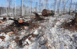 Жители села Сивяково до сих пор не могут получить лесобилеты, обещанные Минприродой