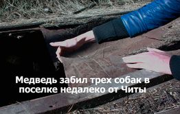 ​«ВечоркаТВ»: Медведь в Куке растерзал трех собак