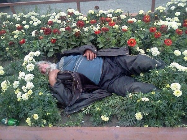 ​Пенсионера, по пьянке вырвавшего цветы из клумбы, арестовали на 13 суток