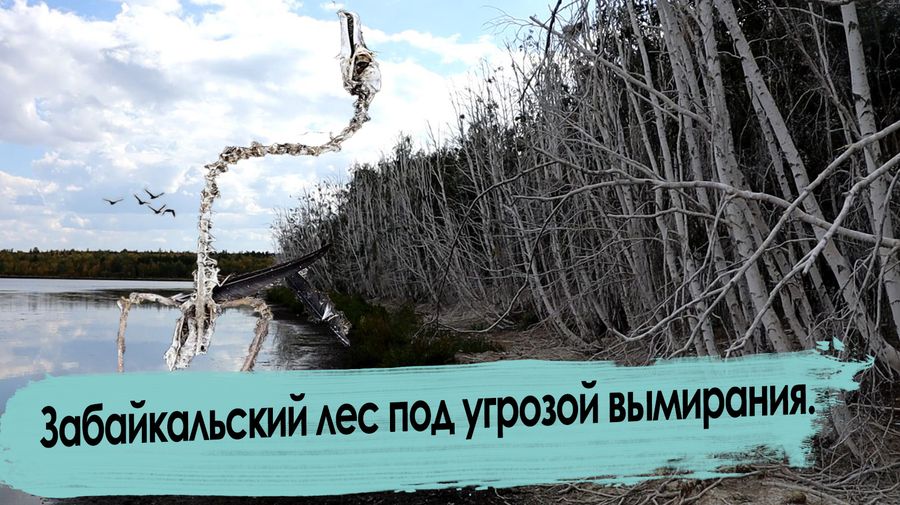 Бакланы уничтожают Забайкалье 