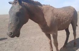 Видеофакт: Едва уцелевший в пожаре конь
