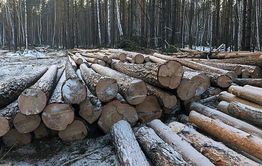 Предприниматель незаконно нарубил лес на 4,3 млн рублей в Красночикойском районе