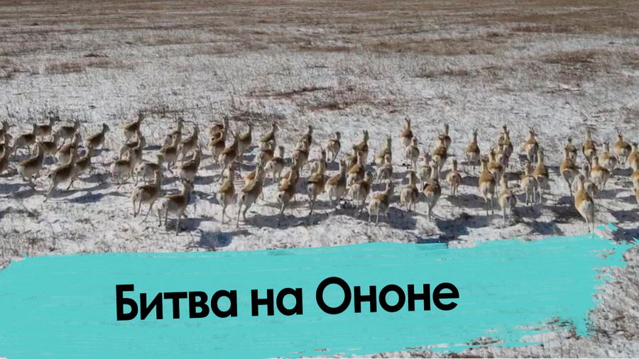 Незаконные мигранты из Монголии терроризируют казаков Забайкалья