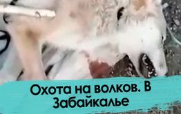 Охота на волков. В Забайкалье.