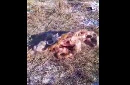 Волки продолжают атаковать чабанскую стоянку в Забайкалье — от молодого бычка практически ничего не осталось (видео)