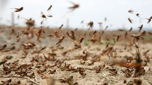 Саранча на подходе к читинским дачам