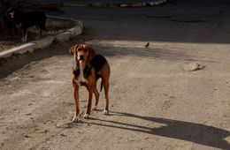 Собака напала на ребенка в Читинском районе