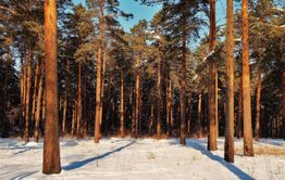 18-этажный дом будет построен на улице Коханского в Чите. Срубят 28 деревьев