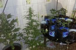 В Краснокаменске задержан мужчина, который выращивал в квартире коноплю 