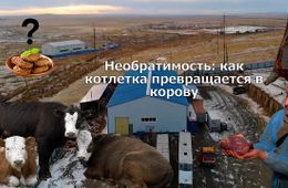 Вечорка ТВ: Необратимость: как котлетка превращается в корову