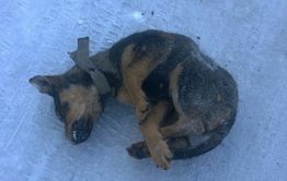 Убийца — холод или человек?