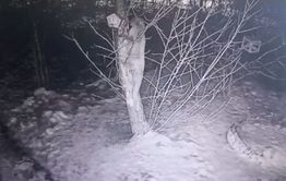 В Забайкалье лиса ворует сало у синиц