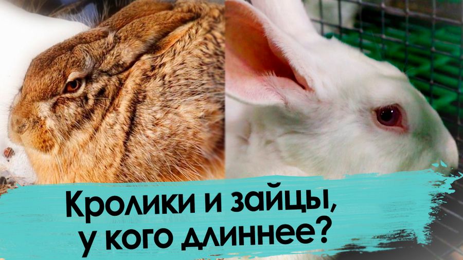 Кролик versus заяц. С наступающим!