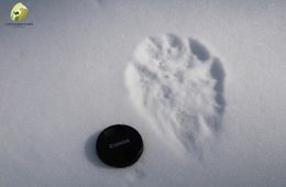 Медведи проснулись в Сохондинском заповеднике 