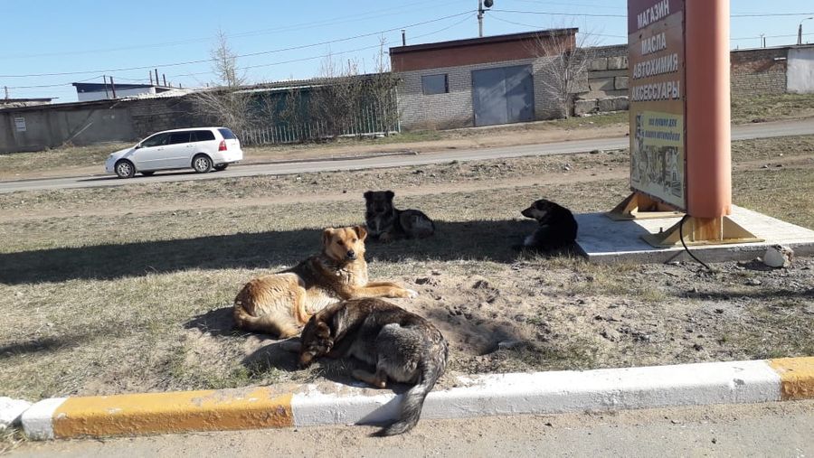 Читинская школьница написала в «Вечорку» по поводу бездомных собак в Сосновом бору