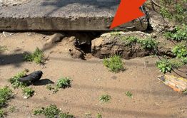 Жители Соснового бора в Чите жалуются на огромных крыс  