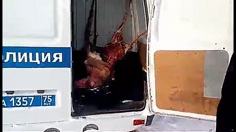 Браконьера из Балея задержали в Оловяннинском районе с тушей дзерена