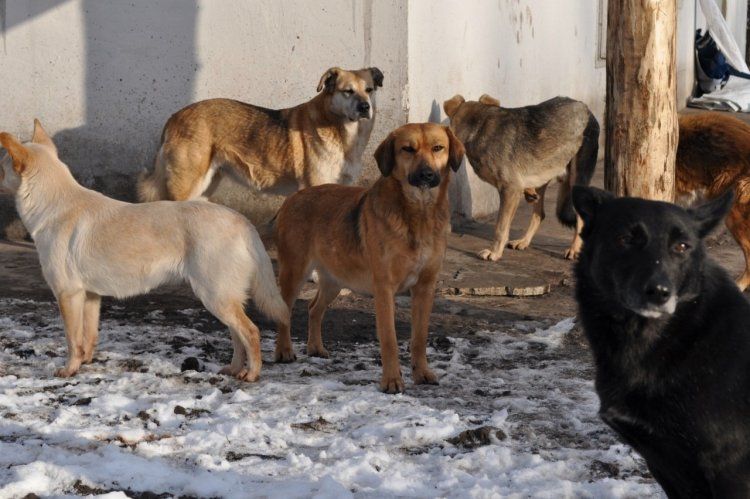 Отец девочки, которую съели собаки в Домне, дал показания 