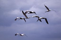 Краснокнижных птиц и раков обнаружили в Забайкалье