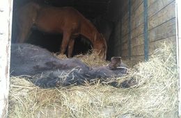 Табун угнанных лошадей обнаружен в Улетовском районе
