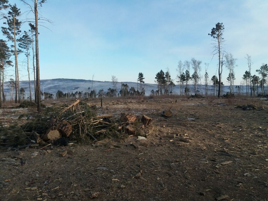 Предприниматели выпилили здоровый лес под видом горельника в Акшинском районе