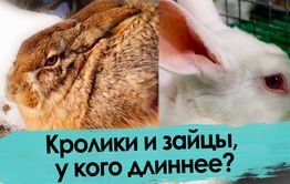 Кролик versus заяц. С наступающим!