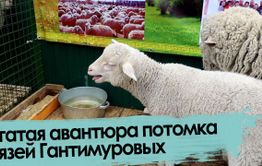 Рогатая авантюра потомка князей Гантимуровых