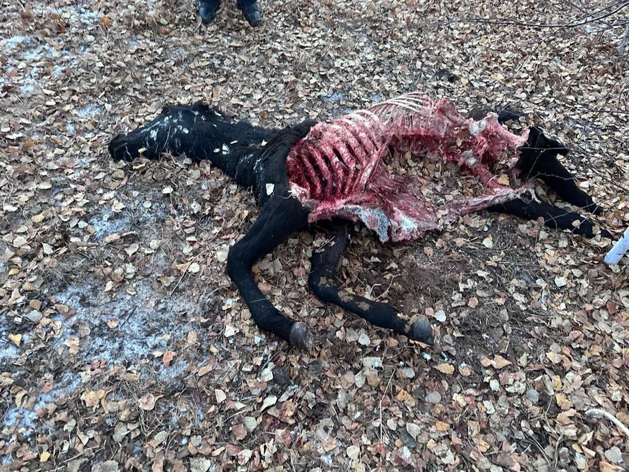 Волки загрызли лошадь в Забайкалье