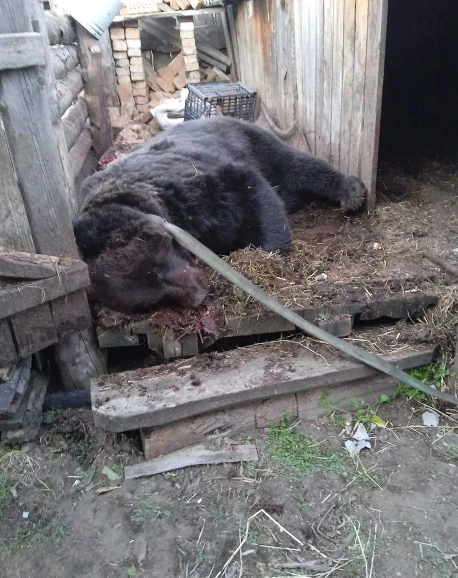 Хозяин леса вышел на тропу войны