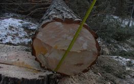 Участки Атамановского леса, где рубили деревья, были выданы незаконно