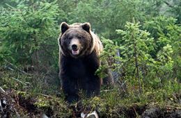 На медведя с голыми руками