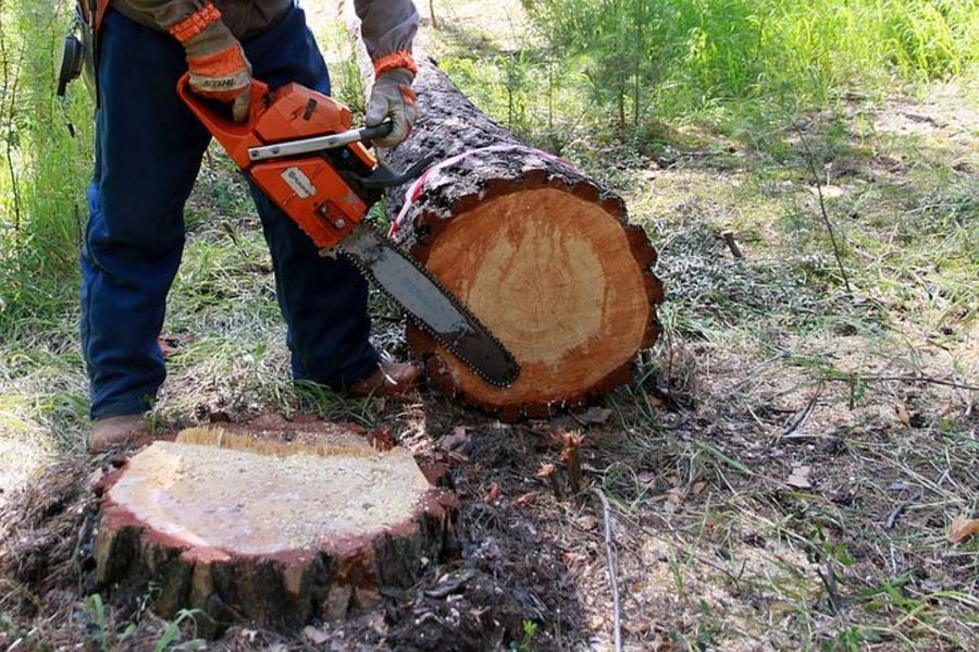 В Красном Чикое ОМОН задержал экс-начальника лесхоза за незаконную рубку