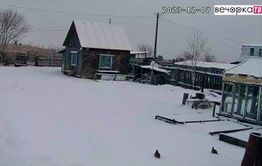 Дикие куропатки оккупировали пригород Читы (видео)