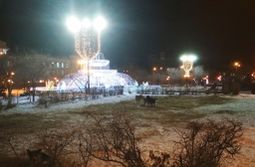 Клыкастое гетто: стая собак облюбовала участок площади Ленина в Чите