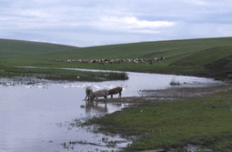 Вольные чушки на водопое. Нерчинский район. 2...