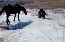 Кобыла ожеребилась на льду, волки чуть не атаковали семейство