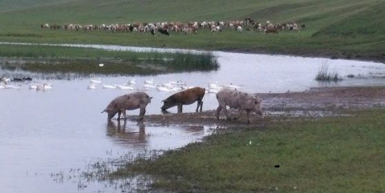 Свиней из-за угрозы АЧС выкупят в Чите по выгодной цене