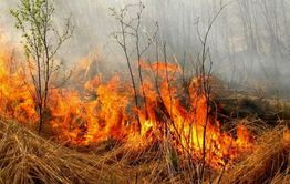 В Забайкалье до 31 мая продлен запрет на посещение лесов