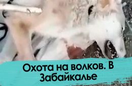 Охота на волков. В Забайкалье.