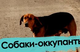 Собаки — оккупанты Читы: через что проходят дети, чтобы попасть в школу