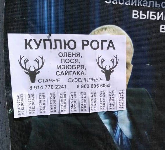 Цыгане в Забайкалье массово скупают рога диких животных