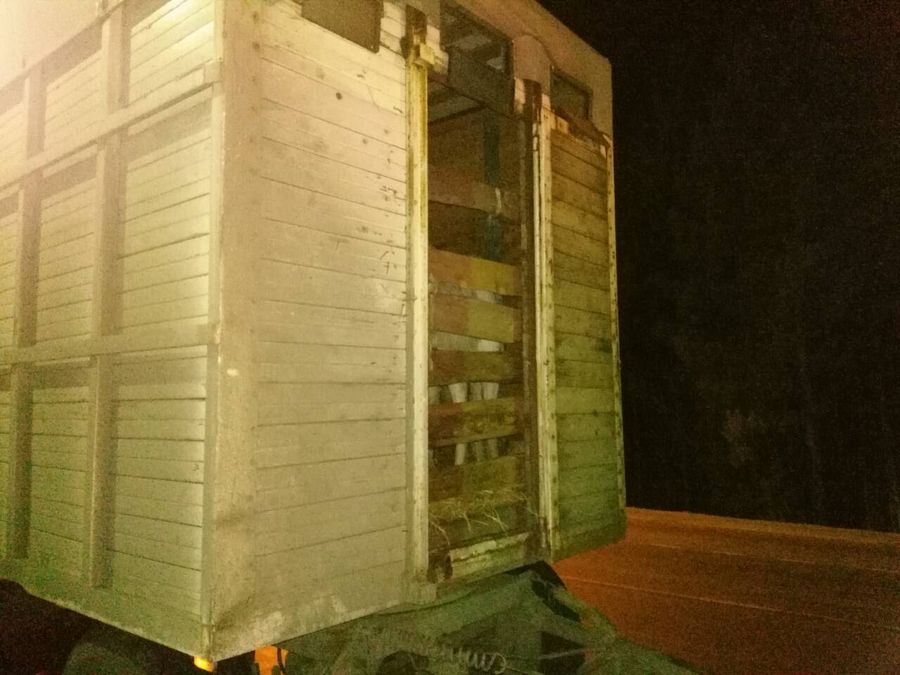 «Вечорка» нашла фуры с незаконно перевозимыми лошадьми на посту ГАИ под Читой