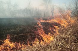 Лесной пожар ликвидировали в Улётовском районе